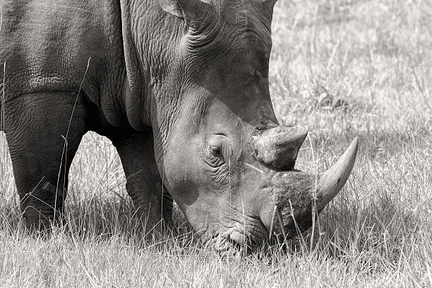 istock White Rhinos - double horns 468352051