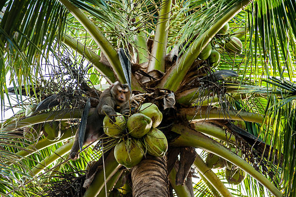 Monkey grabbing coconut on the tree stock photo