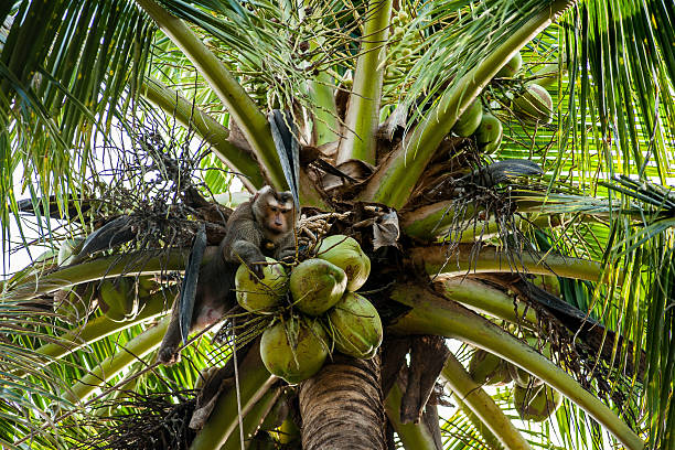 małpy jeść coconut na drzewie - thailand surat thani province ko samui coconut palm tree zdjęcia i obrazy z banku zdjęć