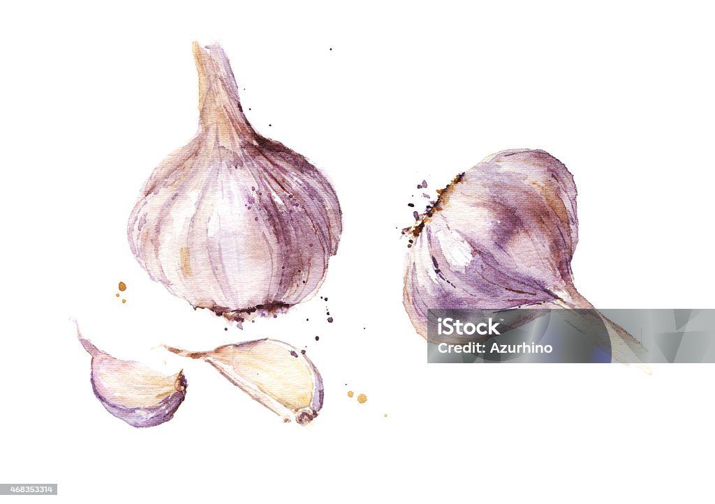 Garlic watercolor illustration A garlic isolated on white background, watercolor illustration Garlic stock illustration