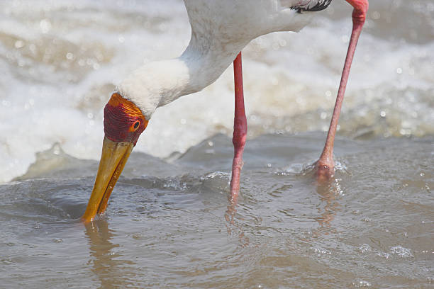 노랑부리황새 낚시는요 - freshwater bird animals in the wild feather animal leg 뉴스 사진 이미지