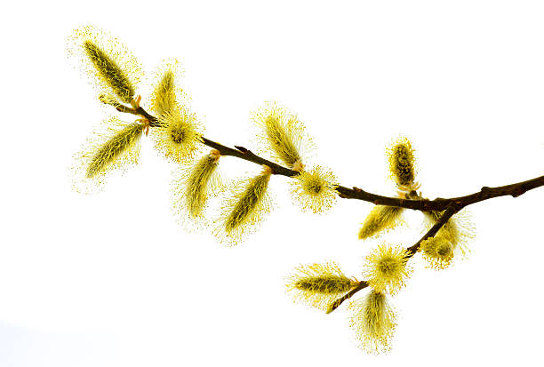 twig of pussy willow in spring, full of polen