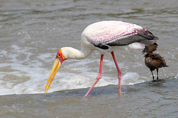 노랑부리황새 낚시는요 근처의 hamerkop 야생조류 - freshwater bird animals in the wild feather animal leg 뉴스 사진 이미지