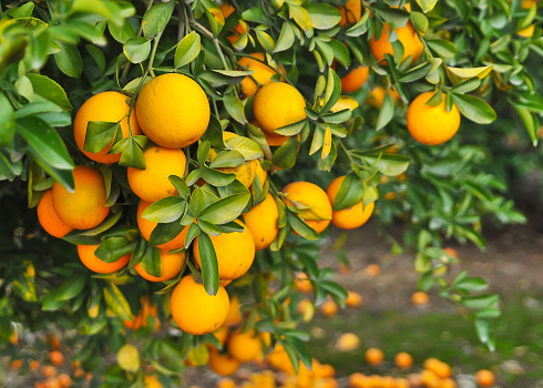 clusters of bright orange naval oranges hanging from naval orange tree, riverside california