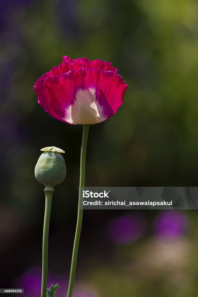 핑크 & 인명별 채색기법 가시양귀비 꽃 - 로열티 프리 0명 스톡 사진