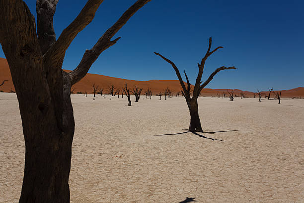 古いフレイ - landscape panoramic kalahari desert namibia ストックフォトと画像