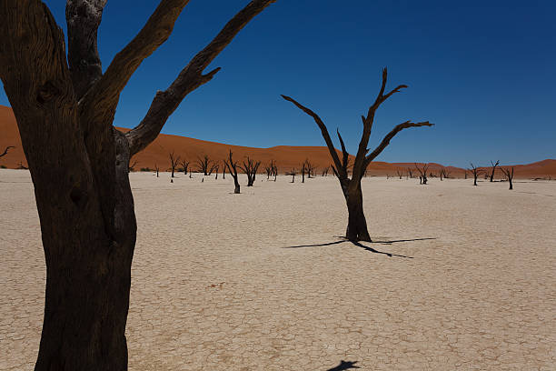 dead vlei - landscape panoramic kalahari desert namibia imagens e fotografias de stock