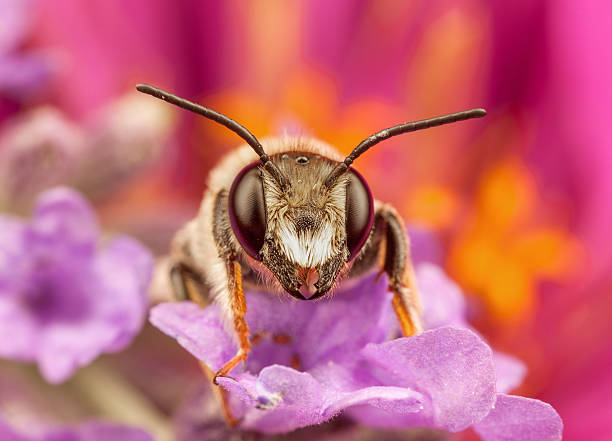 istock Male Mining Bee - Andrena resting on flower 468357304