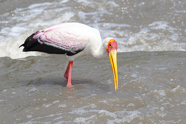 노랑부리황새 낚시는요 - freshwater bird animals in the wild feather animal leg 뉴스 사진 이미지