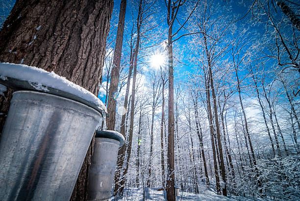 maple syrup woods in ottawa, kanada. - maple syrup tree sap stock-fotos und bilder