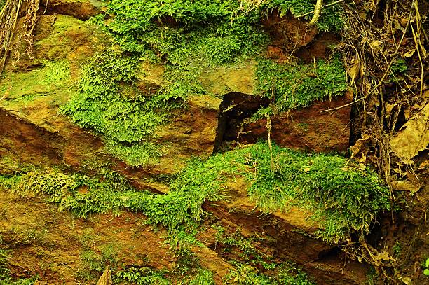 istock Texture of stone with moss 468357660