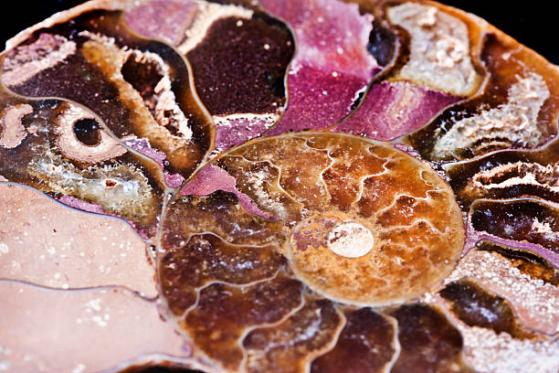 istock extinct marine invertebrate, ammonite 468358170