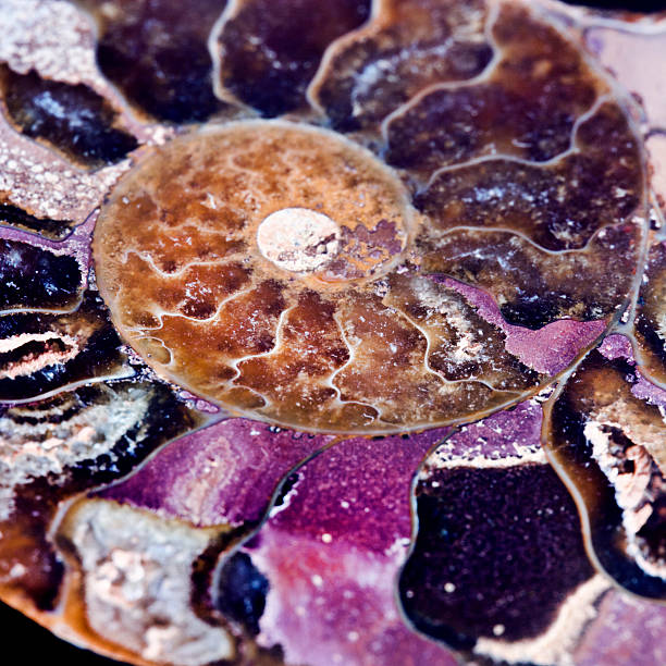 istock extinct marine invertebrate, ammonite 468358174