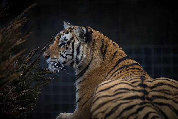 тигрица в храм - tiger animal endangered species human face стоковые фото и изображения