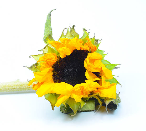 istock Isolated old and dead sunflower 468358610