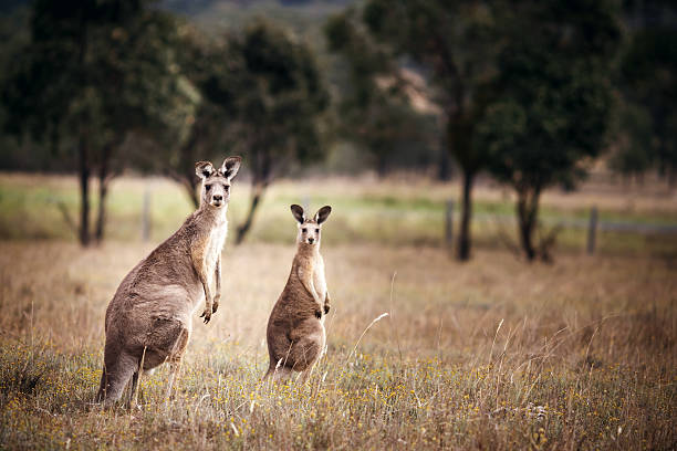 istock Group of australian kangaroos 468358934