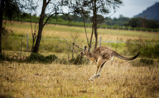 istock Group of australian kangaroos 468358946