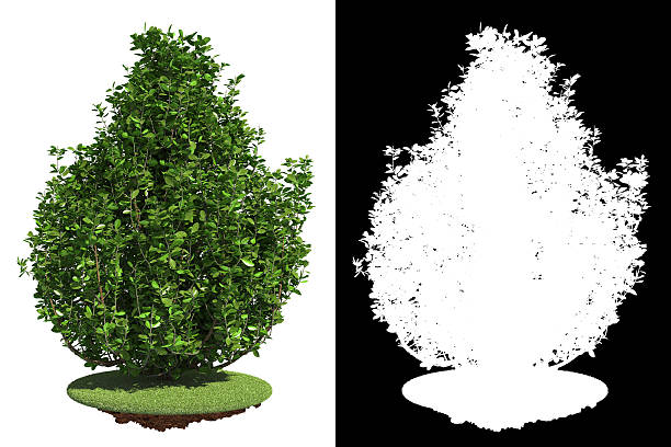 istock Green Bush with Detail Raster Mask. 468359383