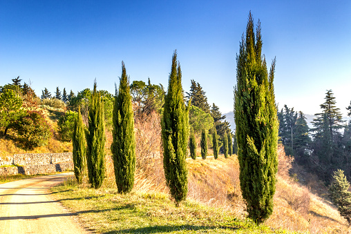Dirt road, lined by cypress trees in the hills of cultivated fields of grapevines and olive trees in a winter sunny day. Sharp bending from left to right