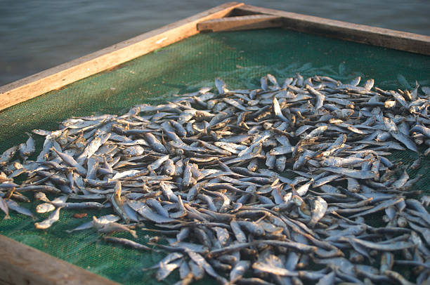 istock Tiny fish left to dry outside, Hoi An, Vietnam 468359787