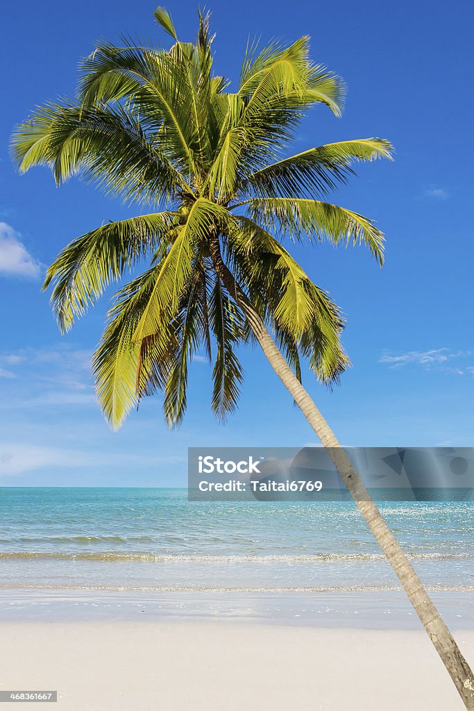 Coconut beach on daylight Coconut at beach on daylight in Thailand Beach Stock Photo