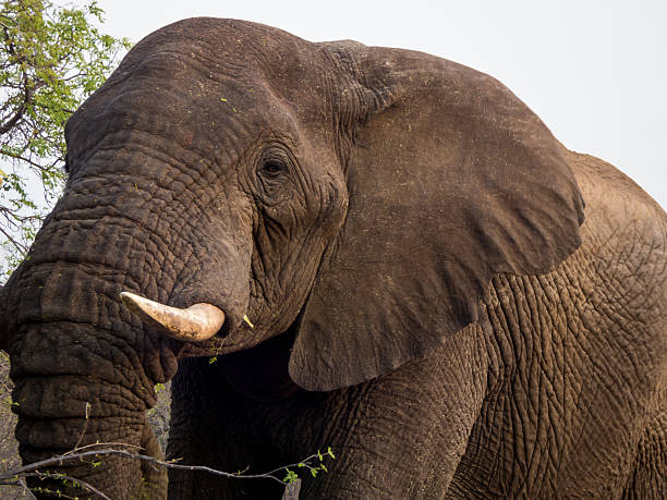 istock Up Close and Personal Eye Contact with Elephant in Kruger 468362014
