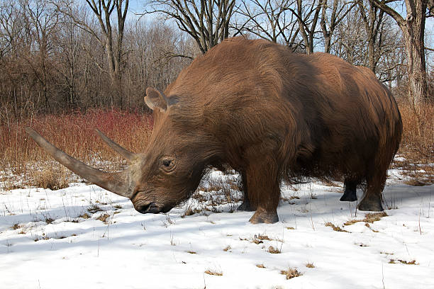 Woolly Rhinoceros In Ice Age Forest stock photo