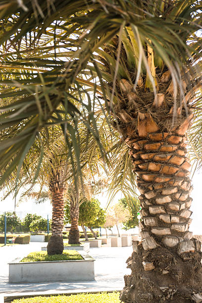istock Palm tree in Abu dhabi promenade 468362616