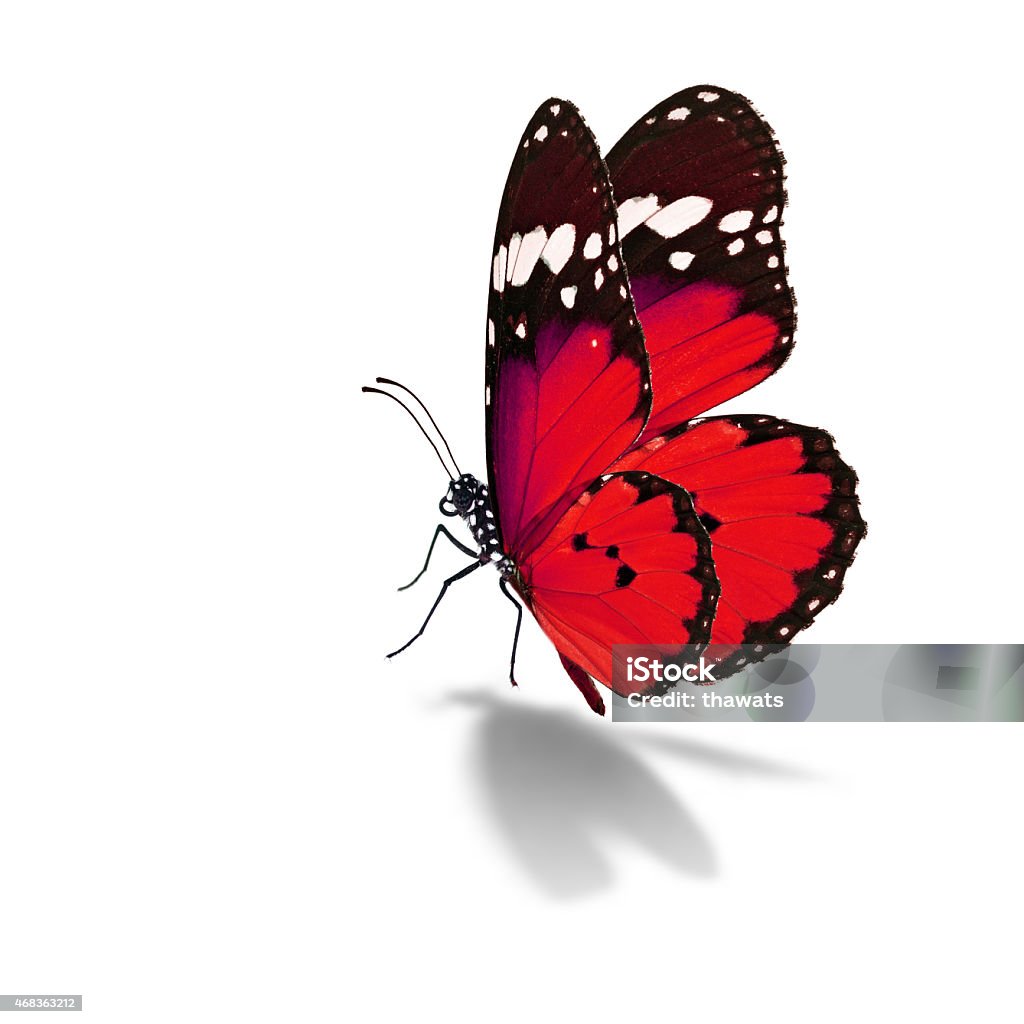 Red Butterfly Stock Photo - Download Image Now - Butterfly ...