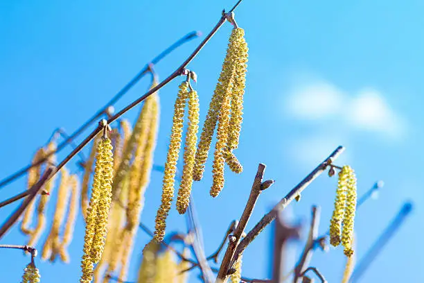 Close-up in selective focus of catkins plant on sparse branch of the common hazel tree (Corylus avellana), during spring season. Horizontal shot taken against clear blue sky during a sunny day.