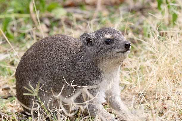 istock Rock hyrax, Procavia capensis in Tanzania 468363312