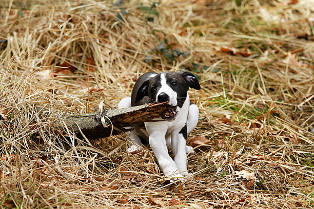 istock Young dog playing in the forrest 468364010