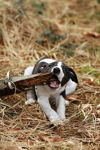 istock Young dog playing in the forrest 468364016