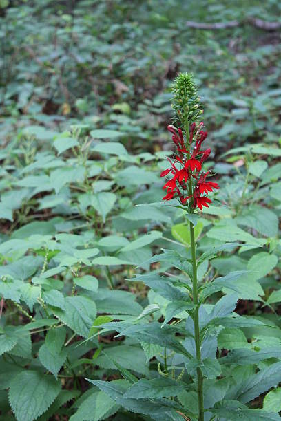 istock Scarlet in the swamp 468364516