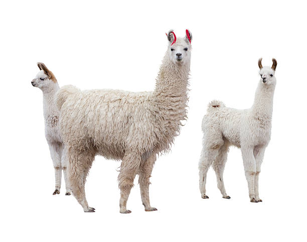 Female llama with babies Three llamas on the side of white background llama animal photos stock pictures, royalty-free photos & images