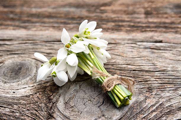 istock snowdrops bunch on wooden background 468365002