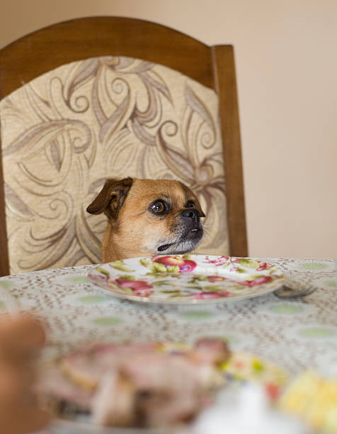 Espera para la cena - foto de stock