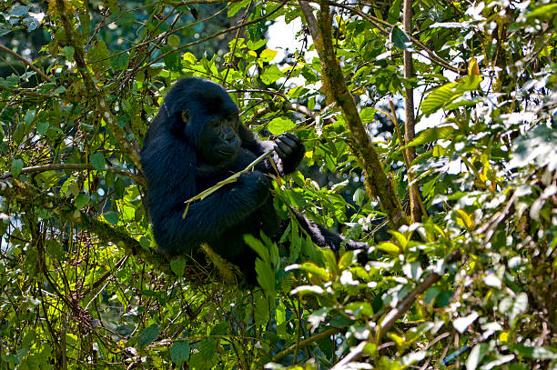 istock Endangered Mountain Gorilla Enjoying a Snack 468365167