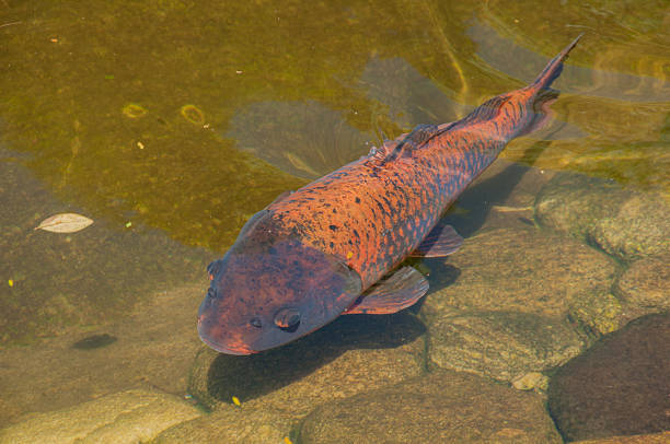 istock orange carp in the lake 468365346