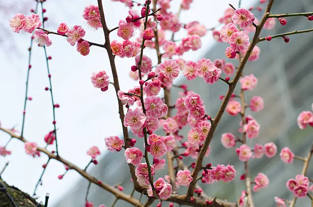 UME Japanese plum-blossom