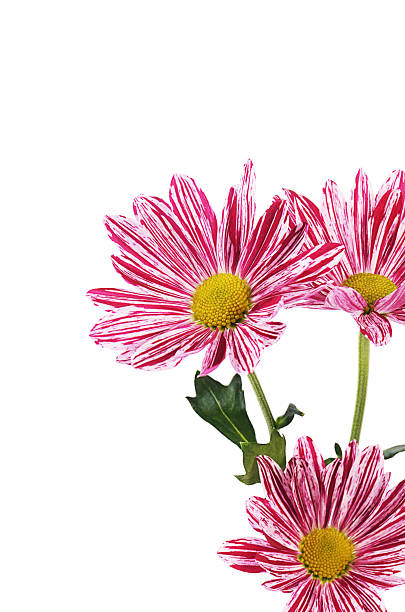 istock Flower pink chrysanthemums on a white background 468369170