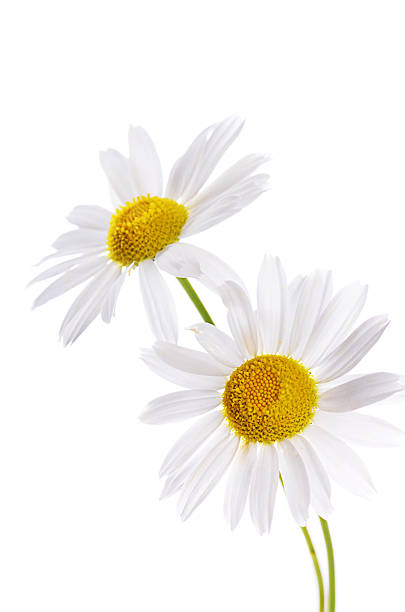 istock The beautiful daisy isolated on white 468369178