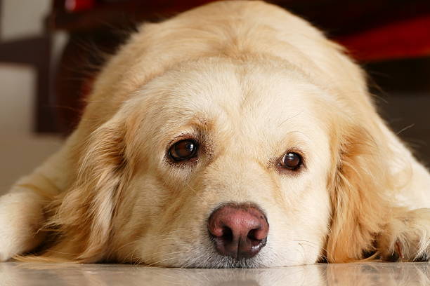 istock Sleepy Face Golden Retriever Dog 468369202