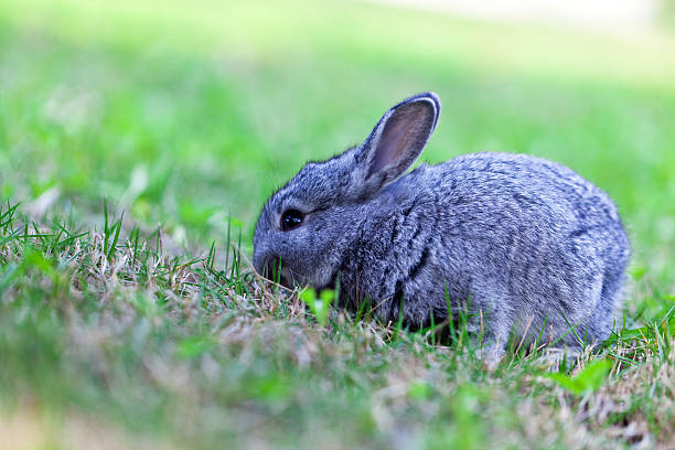 istock Gray baby bunny 468369358