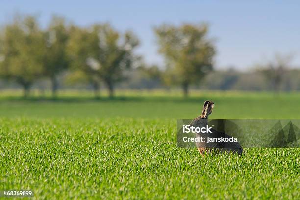 European Hare On Green Field Stock Photo - Download Image Now - Agricultural Field, Animal Wildlife, Animals In The Wild