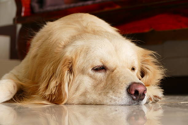 istock Sleepy Face Golden Retriever Dog 468369928
