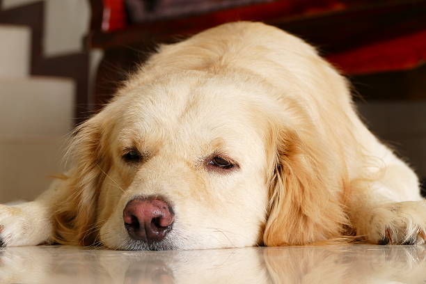 istock Sleepy Face Golden Retriever Dog 468369930