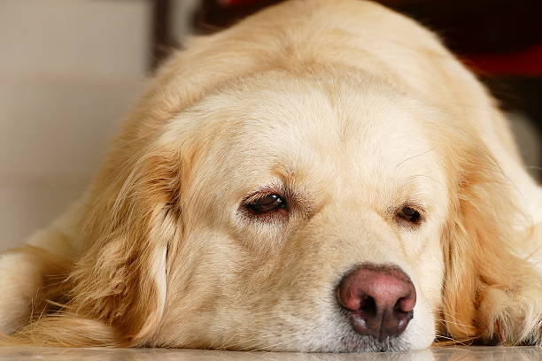 istock Sleepy Face Golden Retriever Dog 468369948