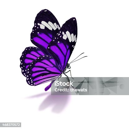 istock Purple butterfly on white background 468370572