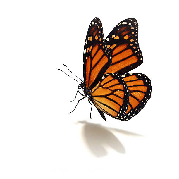 monarch butterfly Beautiful colorful butterfly isolated on white background monarch butterfly stock pictures, royalty-free photos & images